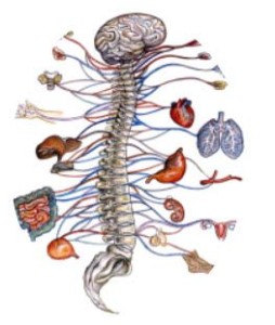 drawing of spinal column and nerves