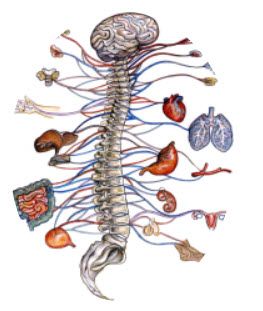 Sciatic Nerve