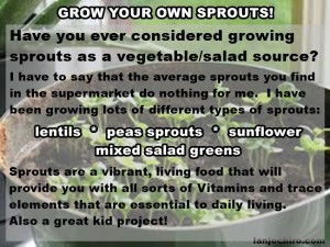 class on growing sprouts